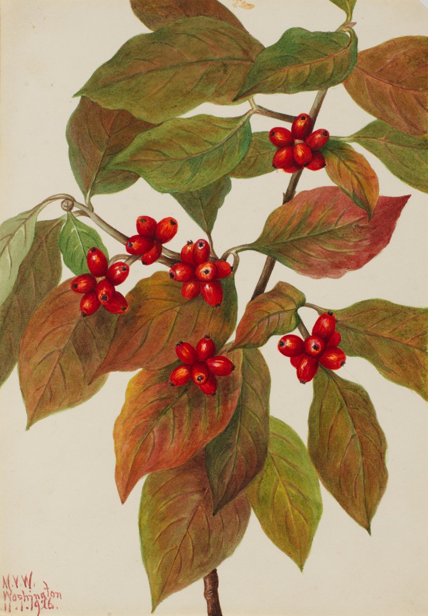 Kukkiva Dogwood Cornus florida, 1926. tekijältä Mary Vaux Walcott