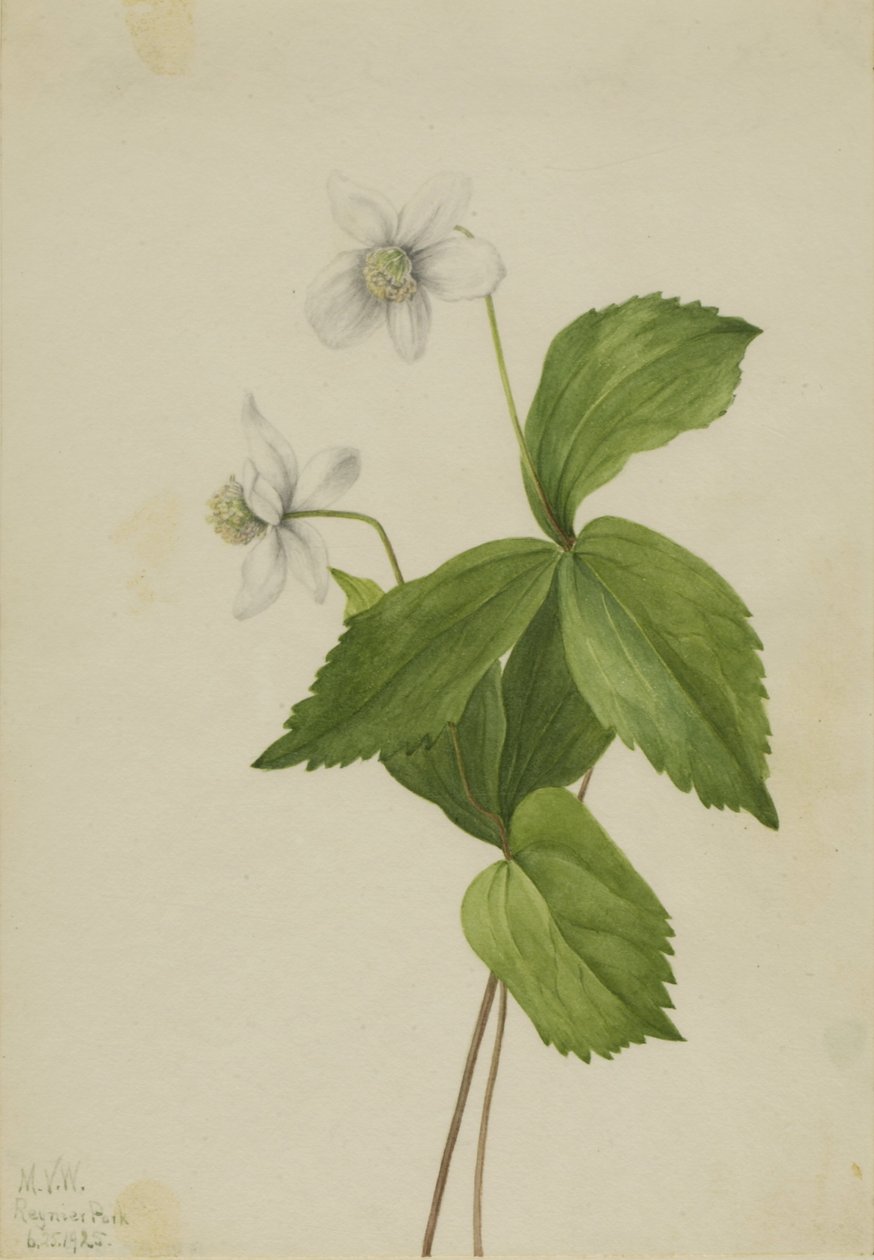 Metsäsienikki (Anemone deltoidea) tekijältä Mary Vaux Walcott