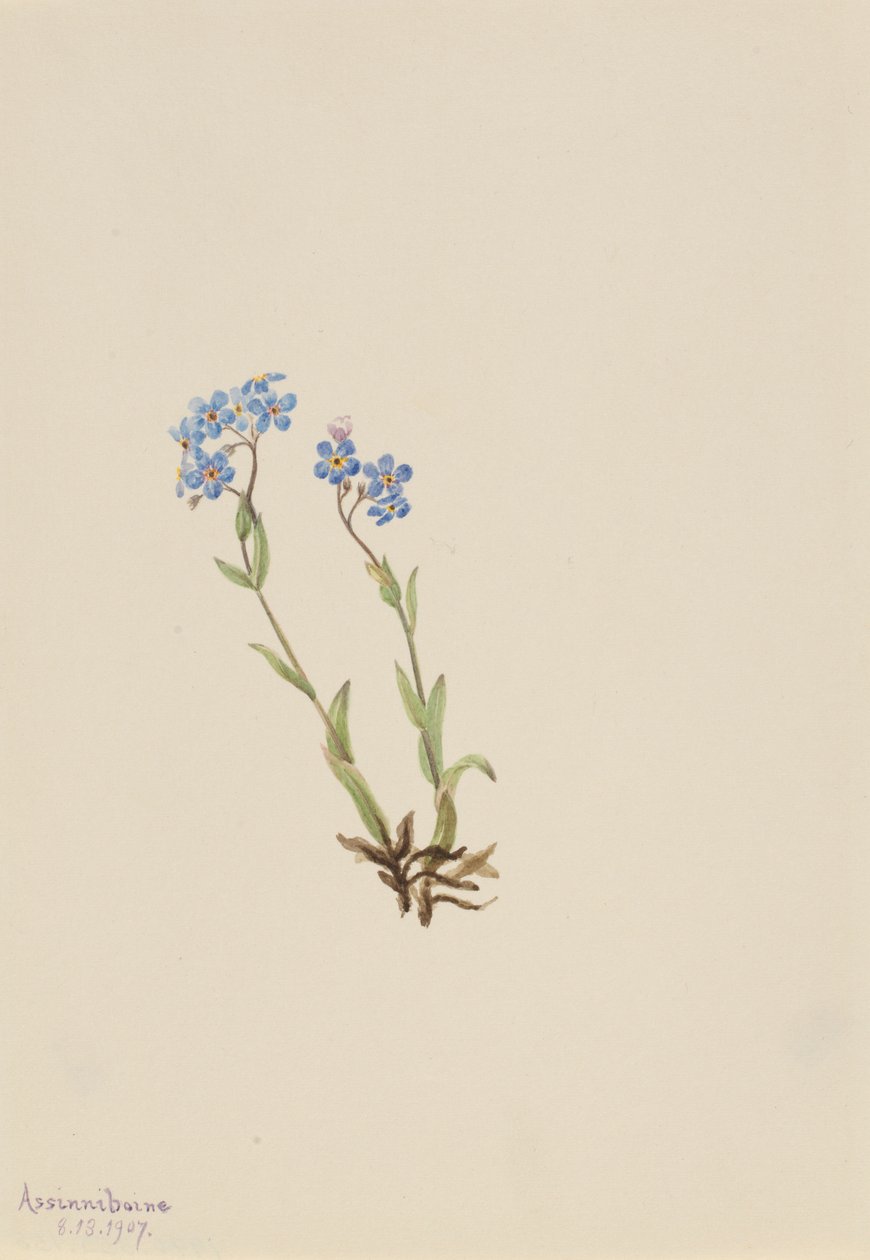 Unohda minut-ei (Myosotis alpestris) tekijältä Mary Vaux Walcott