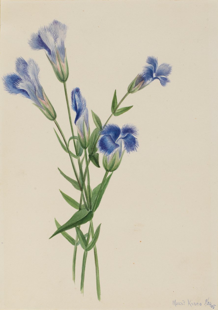 Fringed Gentian (Gentiana crinita) tekijältä Mary Vaux Walcott