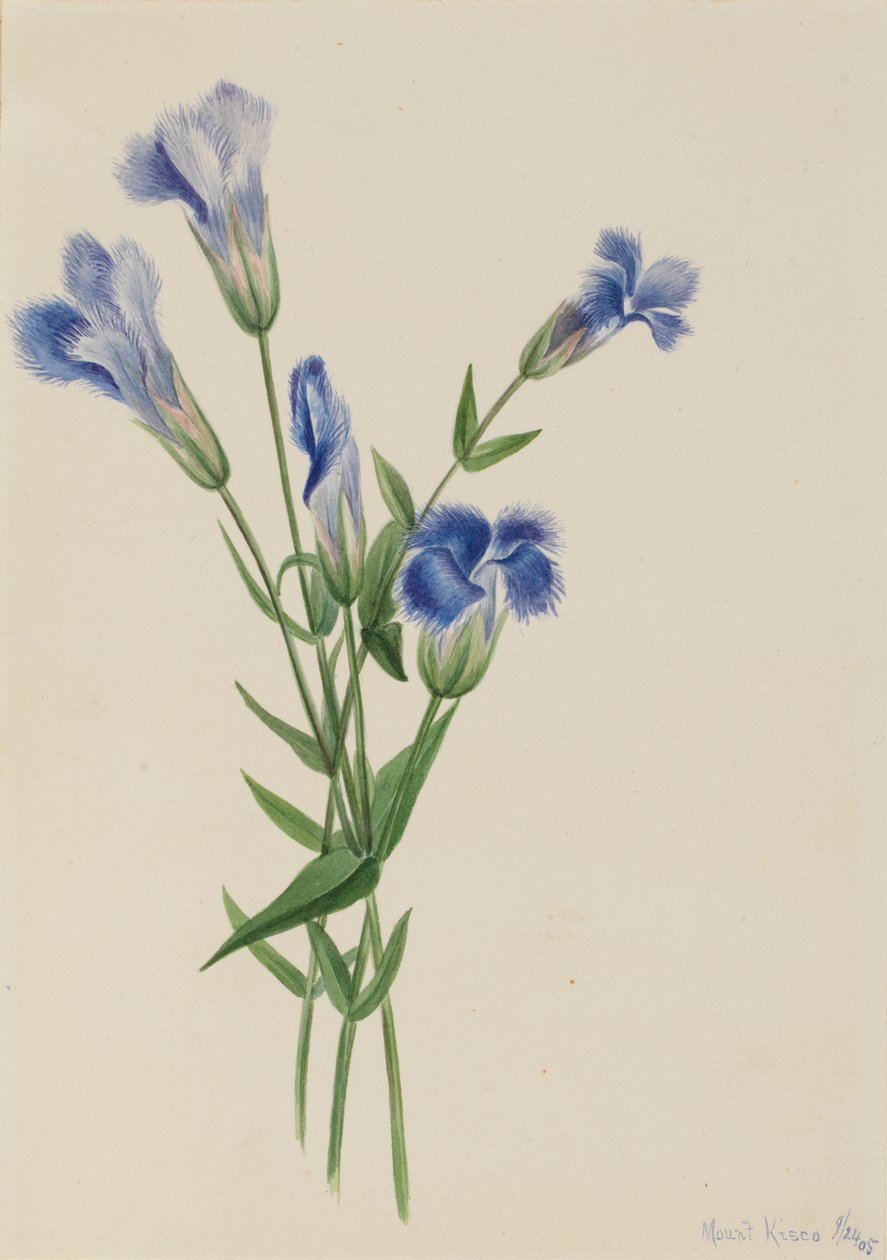 Hapsuinen Gentian Gentiana crinita, 1905. tekijältä Mary Vaux Walcott