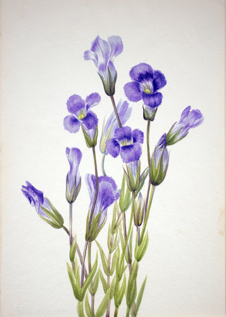 Fringed Gentian Gentiana elegana, 1933. tekijältä Mary Vaux Walcott