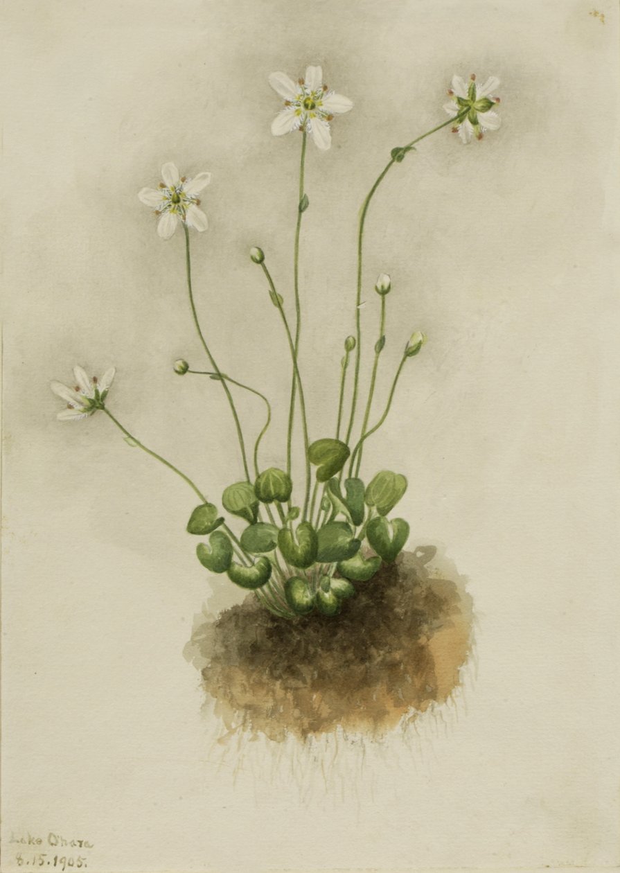 Fringed Parnassia Parnassia fimbriata, 1905. tekijältä Mary Vaux Walcott