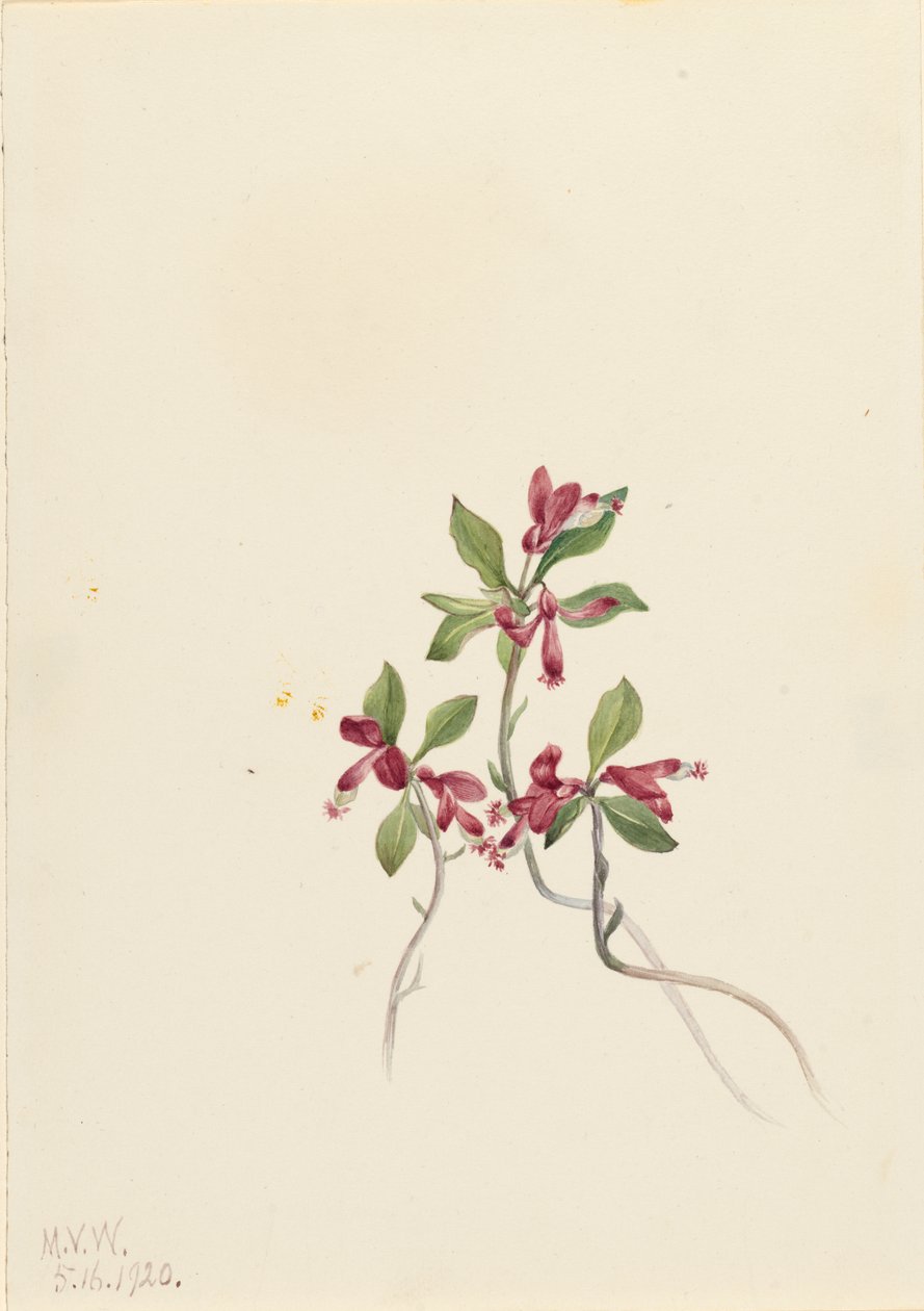 Hapsuinen Polygala Polygala paucifolia, 1920. tekijältä Mary Vaux Walcott