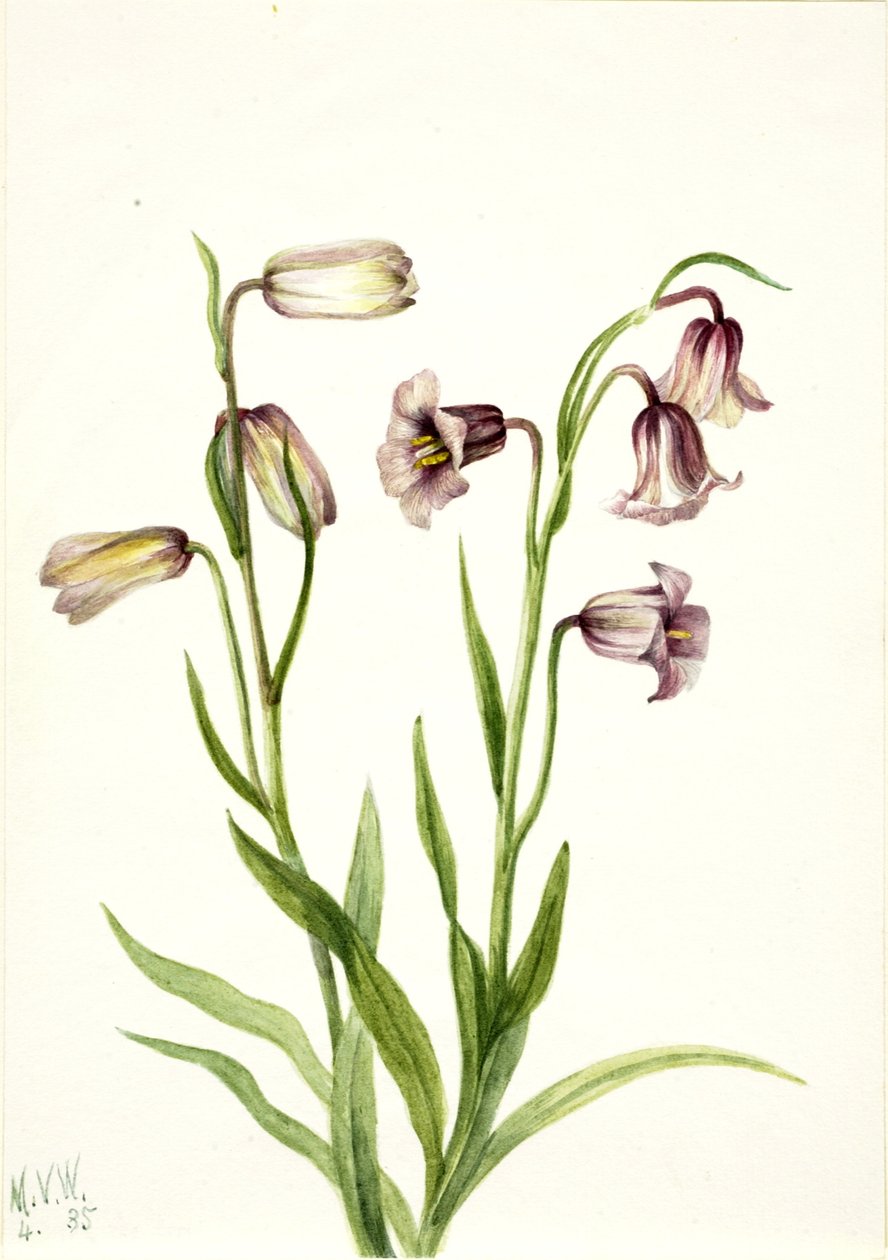 Fritillari (Fritillaria biflora) tekijältä Mary Vaux Walcott