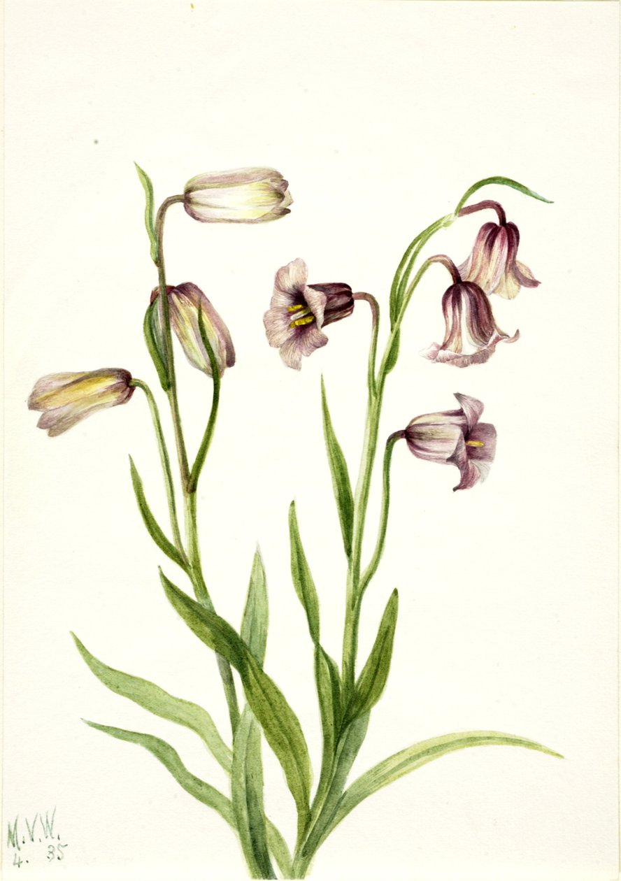 Fritillary Fritillaria biflora, 1935. tekijältä Mary Vaux Walcott