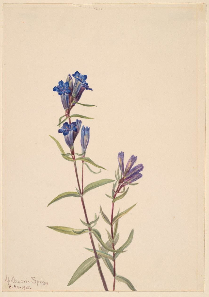 Gentian (Gentiana affinis) tekijältä Mary Vaux Walcott