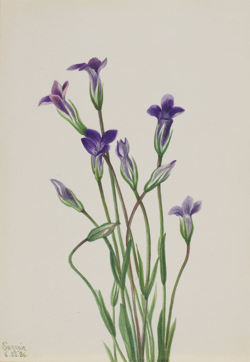 Gentian (Gentiana holopetala) tekijältä Mary Vaux Walcott