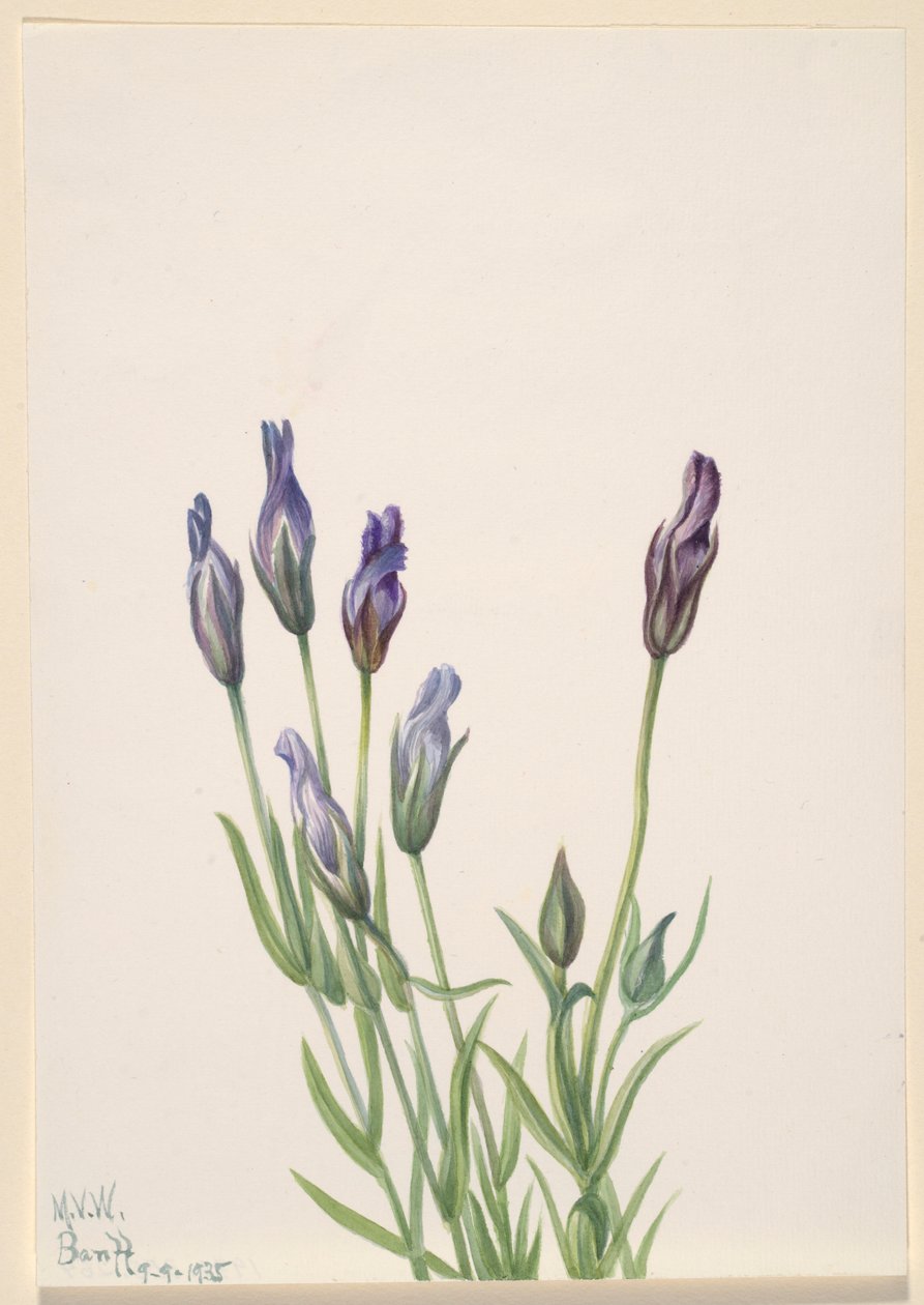 Gentian (Gentiana macounii) tekijältä Mary Vaux Walcott