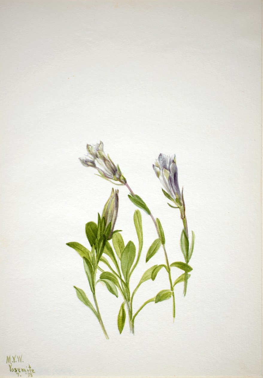 Gentian (Gentiana newberri) tekijältä Mary Vaux Walcott