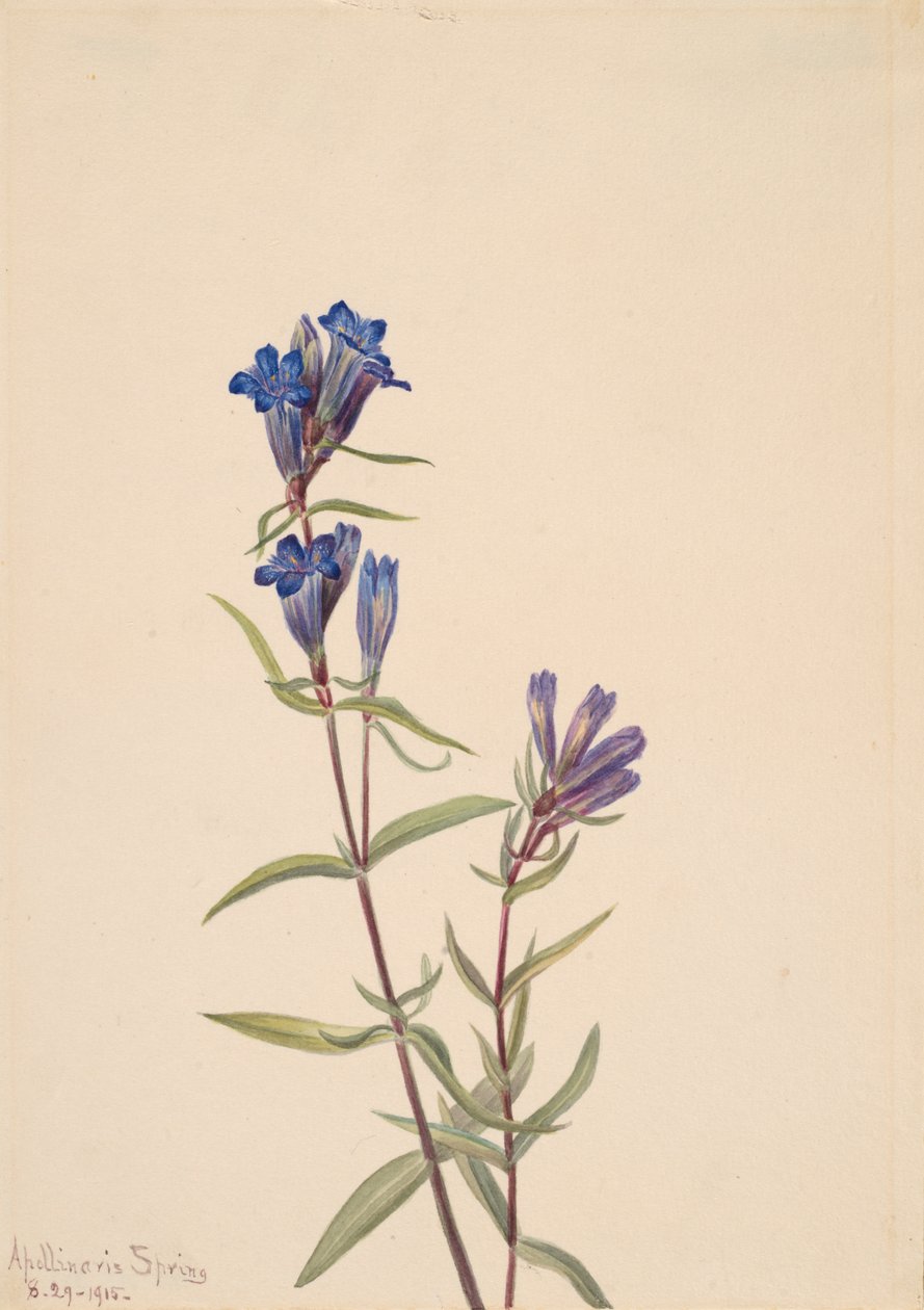 Gentian Gentiana affinis, 1915. tekijältä Mary Vaux Walcott