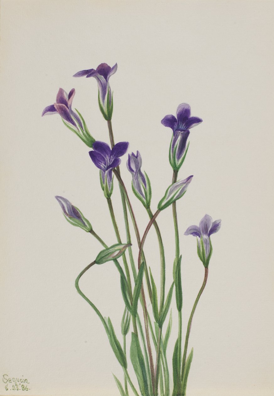Gentian Gentiana holopetala, 1936. tekijältä Mary Vaux Walcott