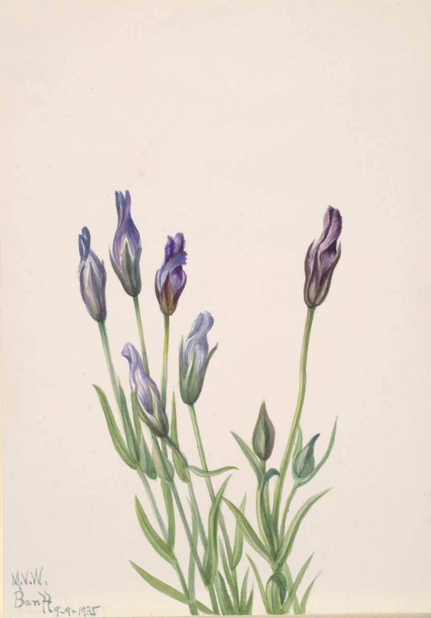 Gentian Gentiana macounii, 1935. tekijältä Mary Vaux Walcott