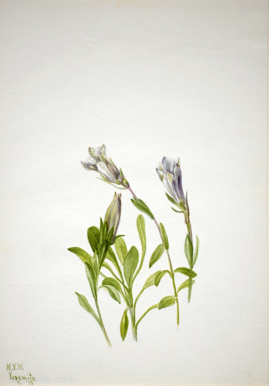 Gentian Gentiana newberry, 1938. tekijältä Mary Vaux Walcott