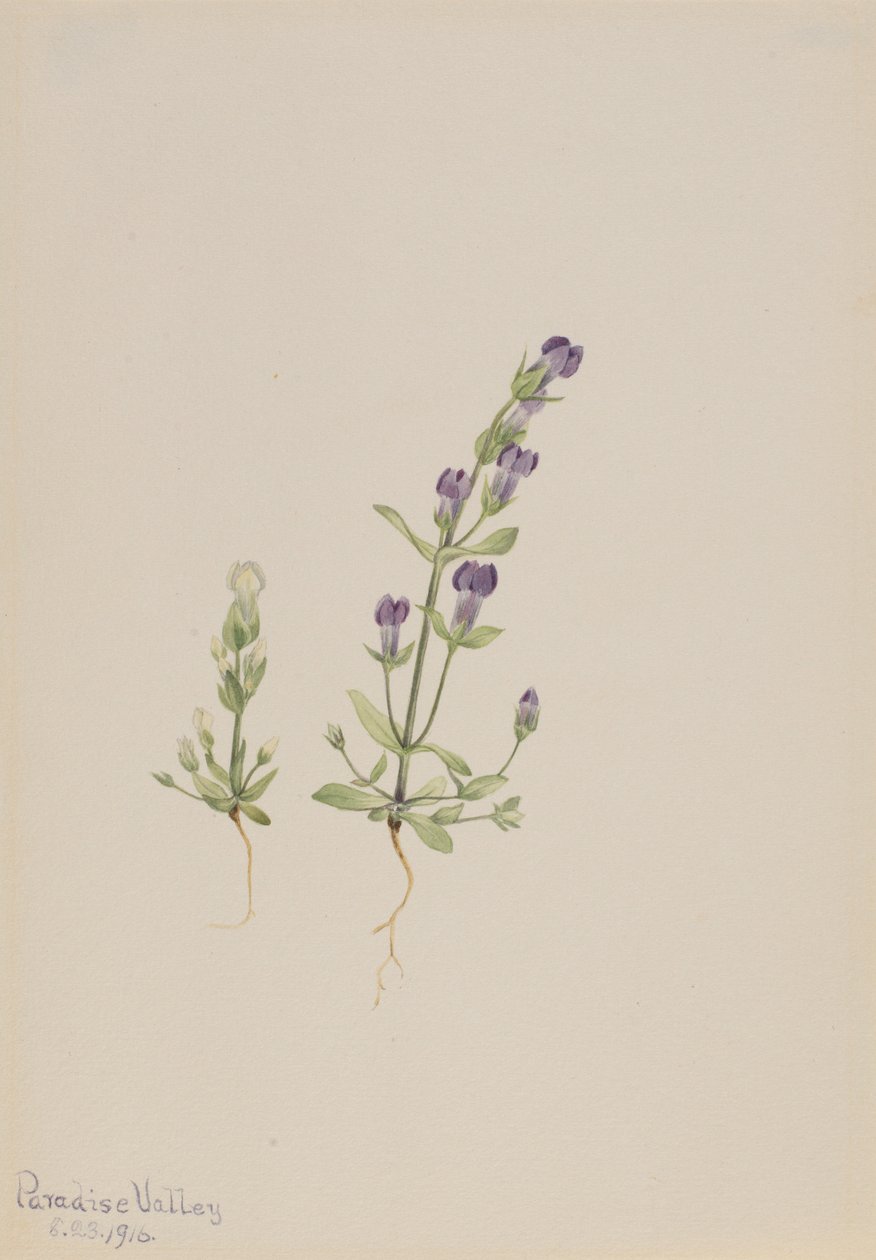 Gentiana propingua tekijältä Mary Vaux Walcott