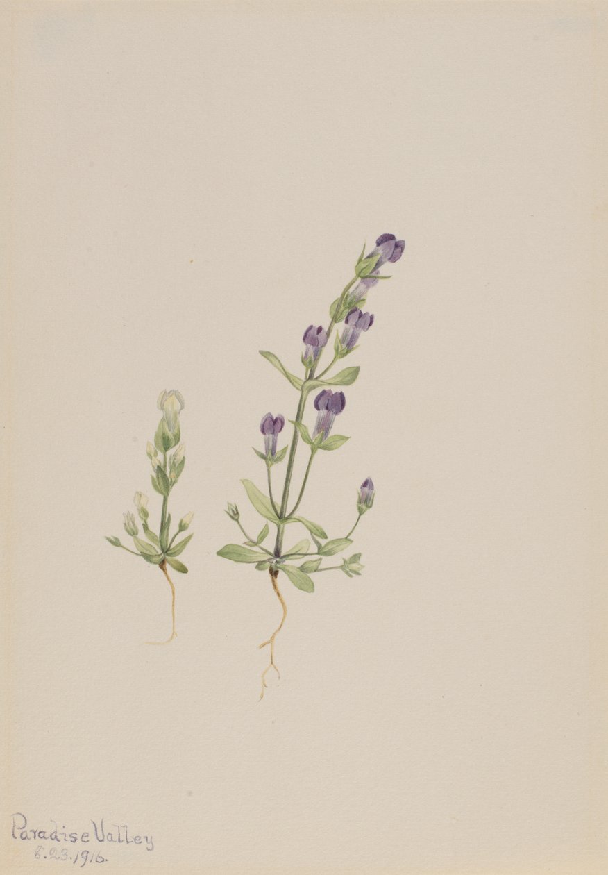 Gentiana propingua, 1916. tekijältä Mary Vaux Walcott