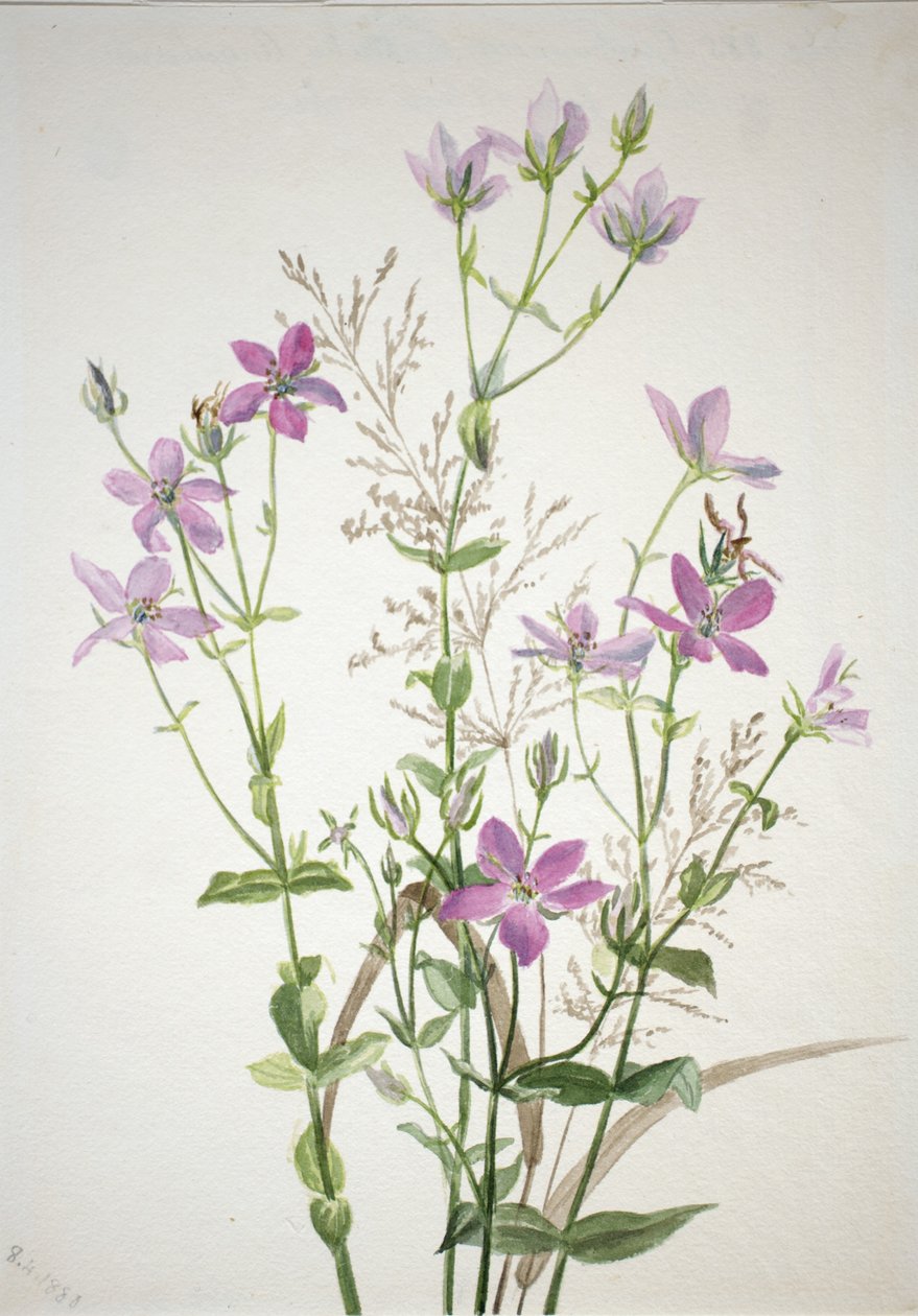 Gentianacease sabbalia angularis tekijältä Mary Vaux Walcott