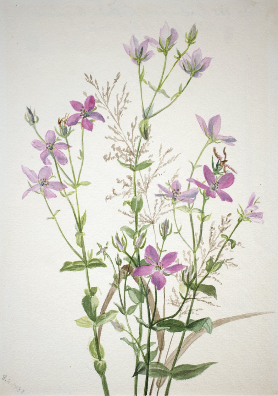 Gentianacease sabbalia angularis, 1880. tekijältä Mary Vaux Walcott