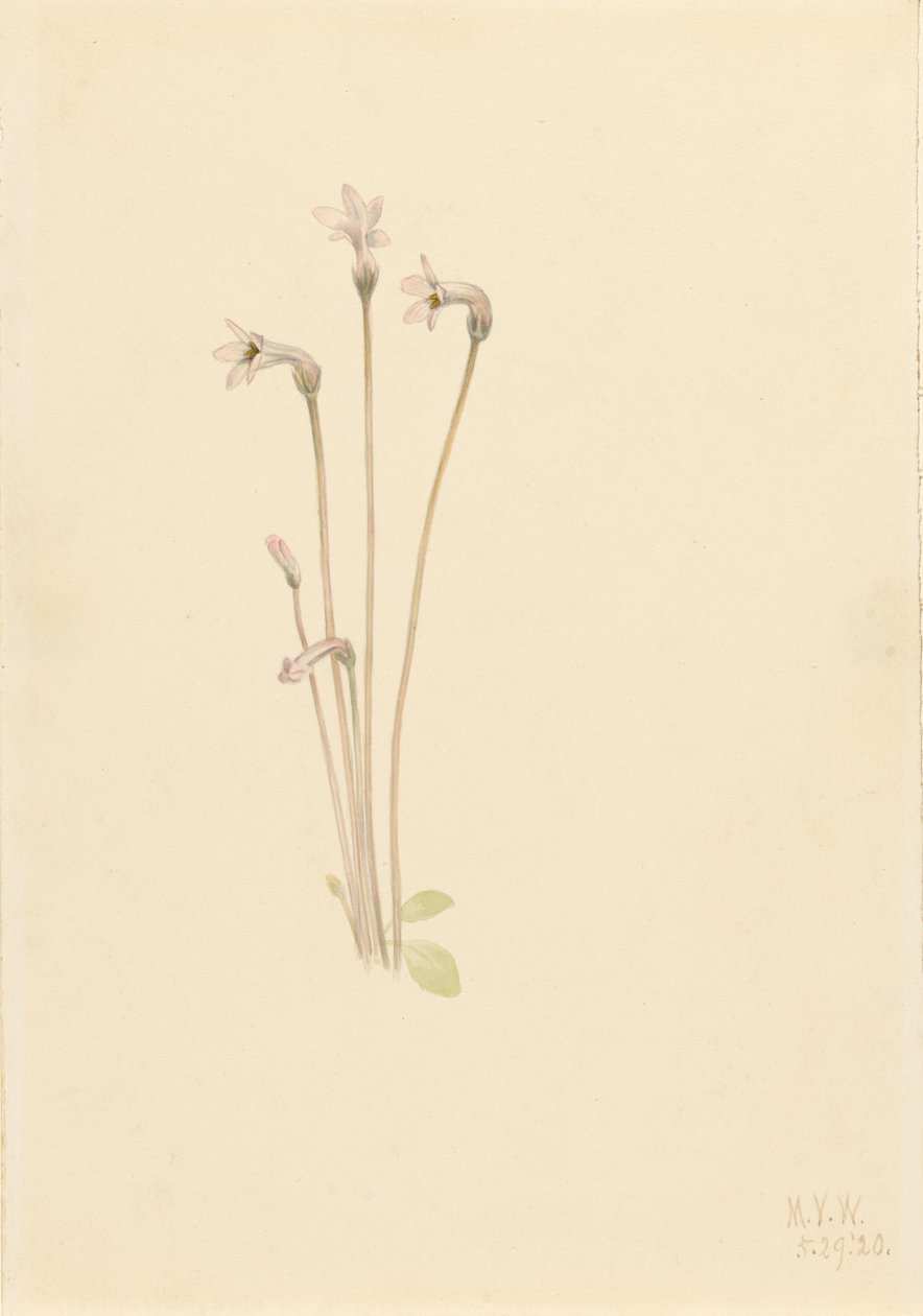 Ghostpipe Thalesia uniflora, 1920. tekijältä Mary Vaux Walcott