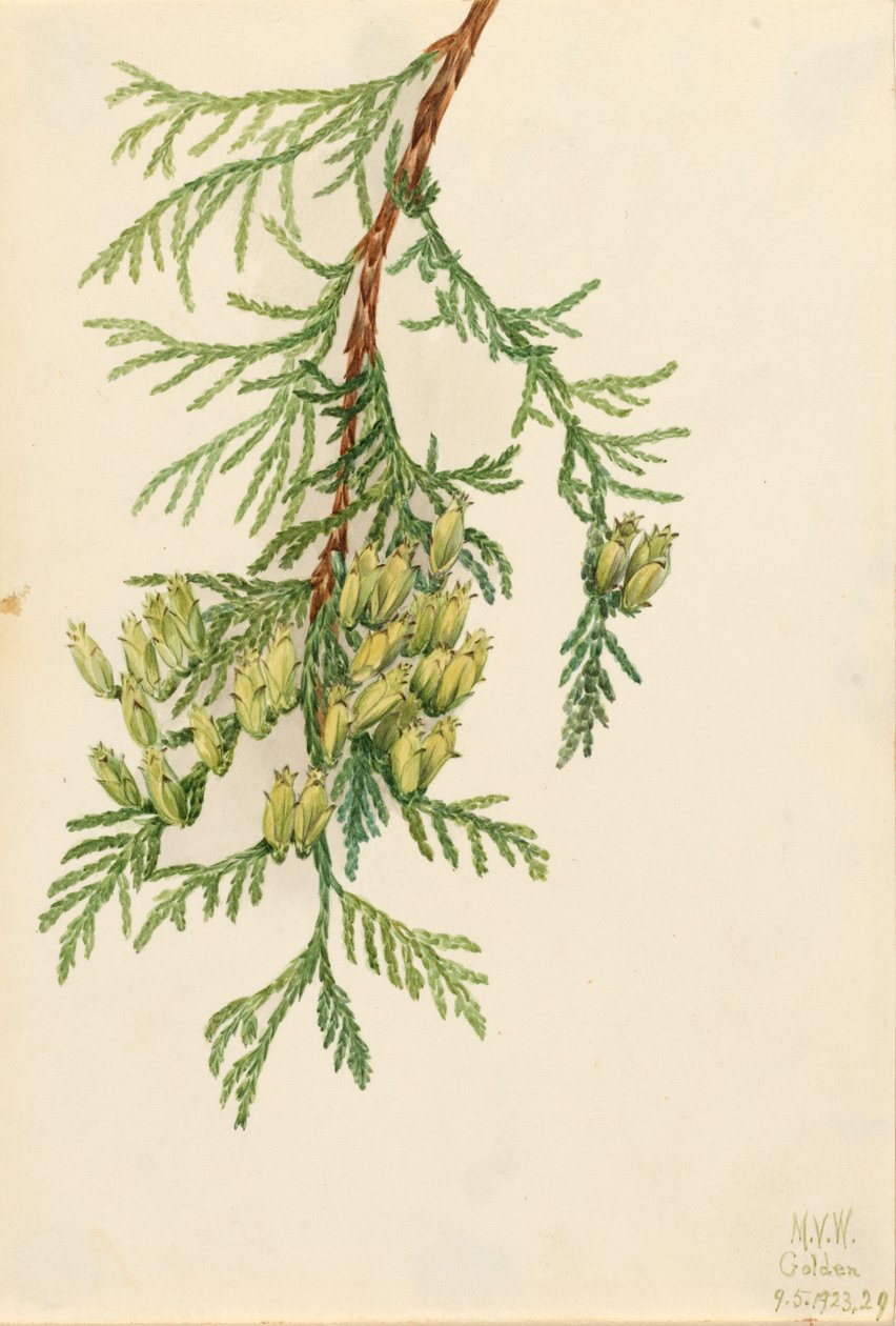 Giant Arborvitae Thuja plicata, 1923. tekijältä Mary Vaux Walcott