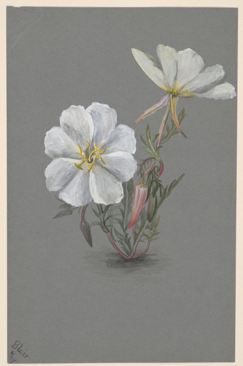 Giant Helleborine Epipactis gigantea, n. 1880. tekijältä Mary Vaux Walcott
