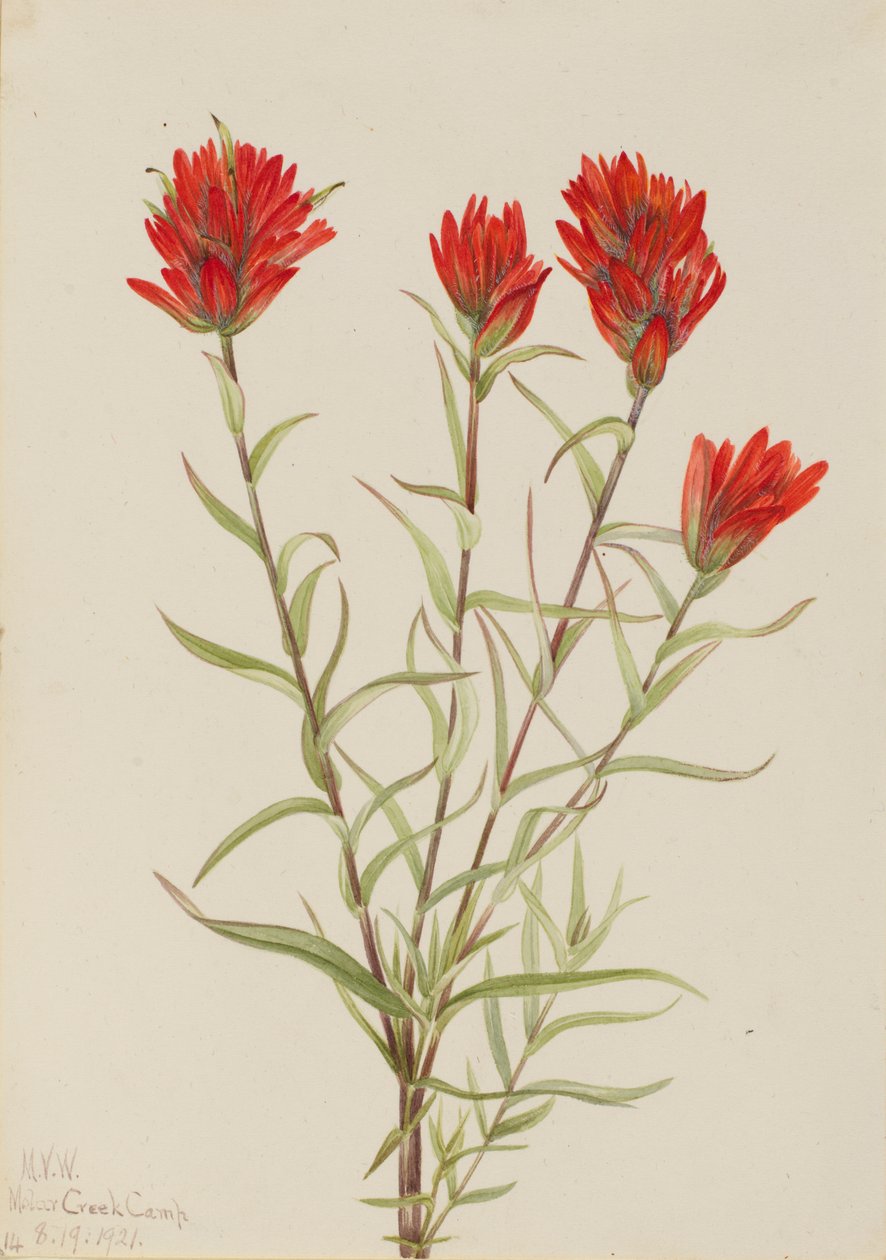 Jättiläinen punainen maalipensas (Castilleja miniata) tekijältä Mary Vaux Walcott