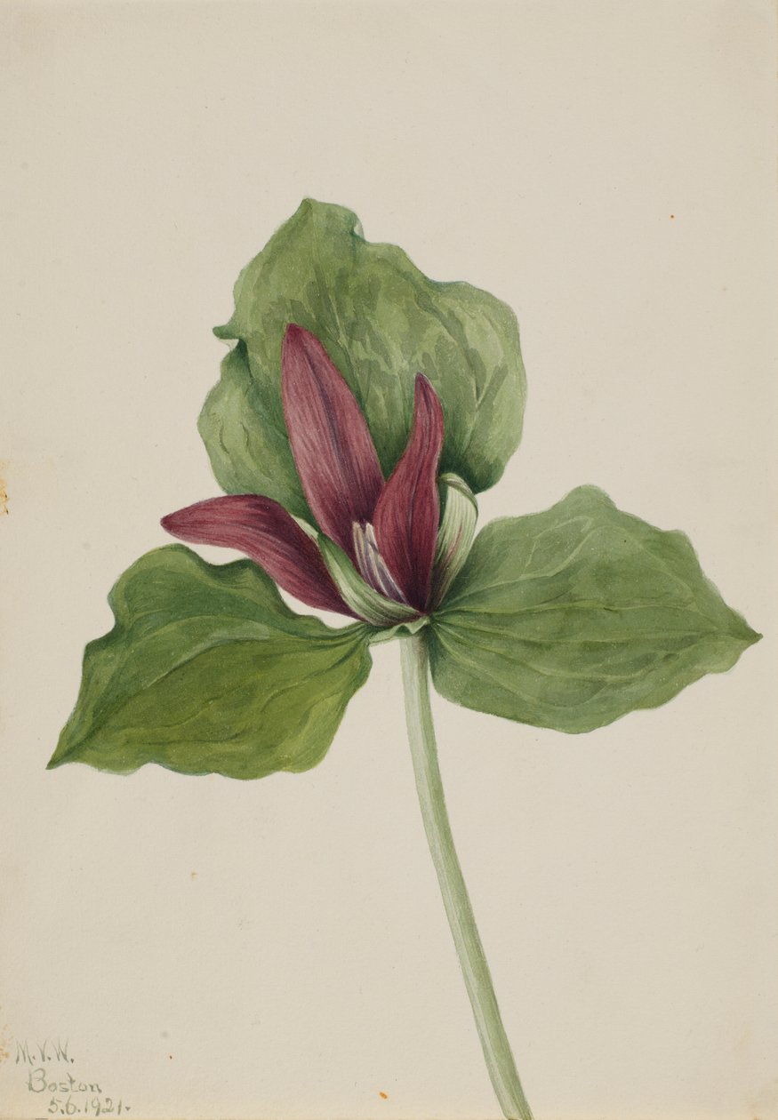 Jättiläistrillium (Trillium chloropetalum) tekijältä Mary Vaux Walcott