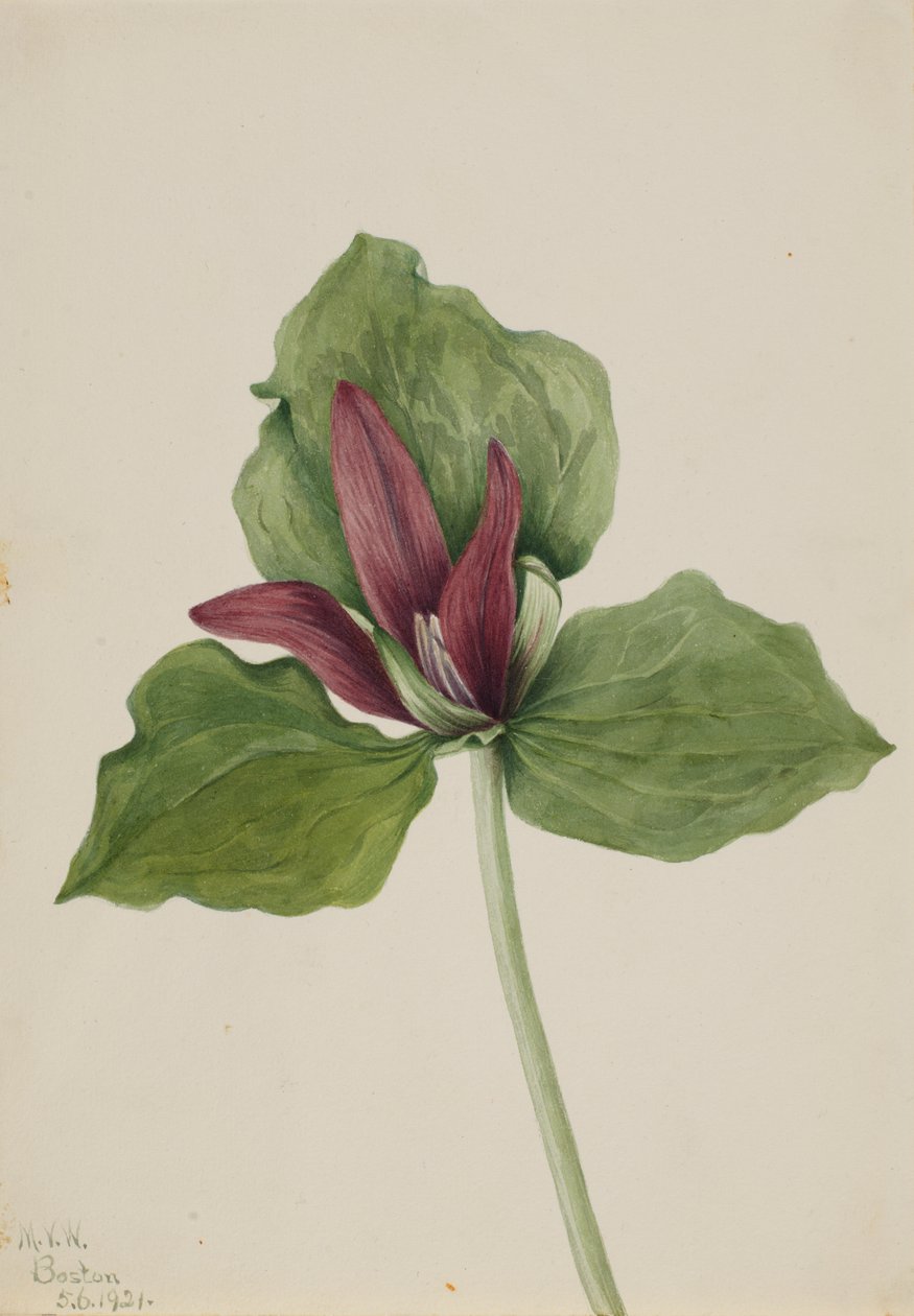 Giant Trillium Trillium chloropetalum, 1921. tekijältä Mary Vaux Walcott