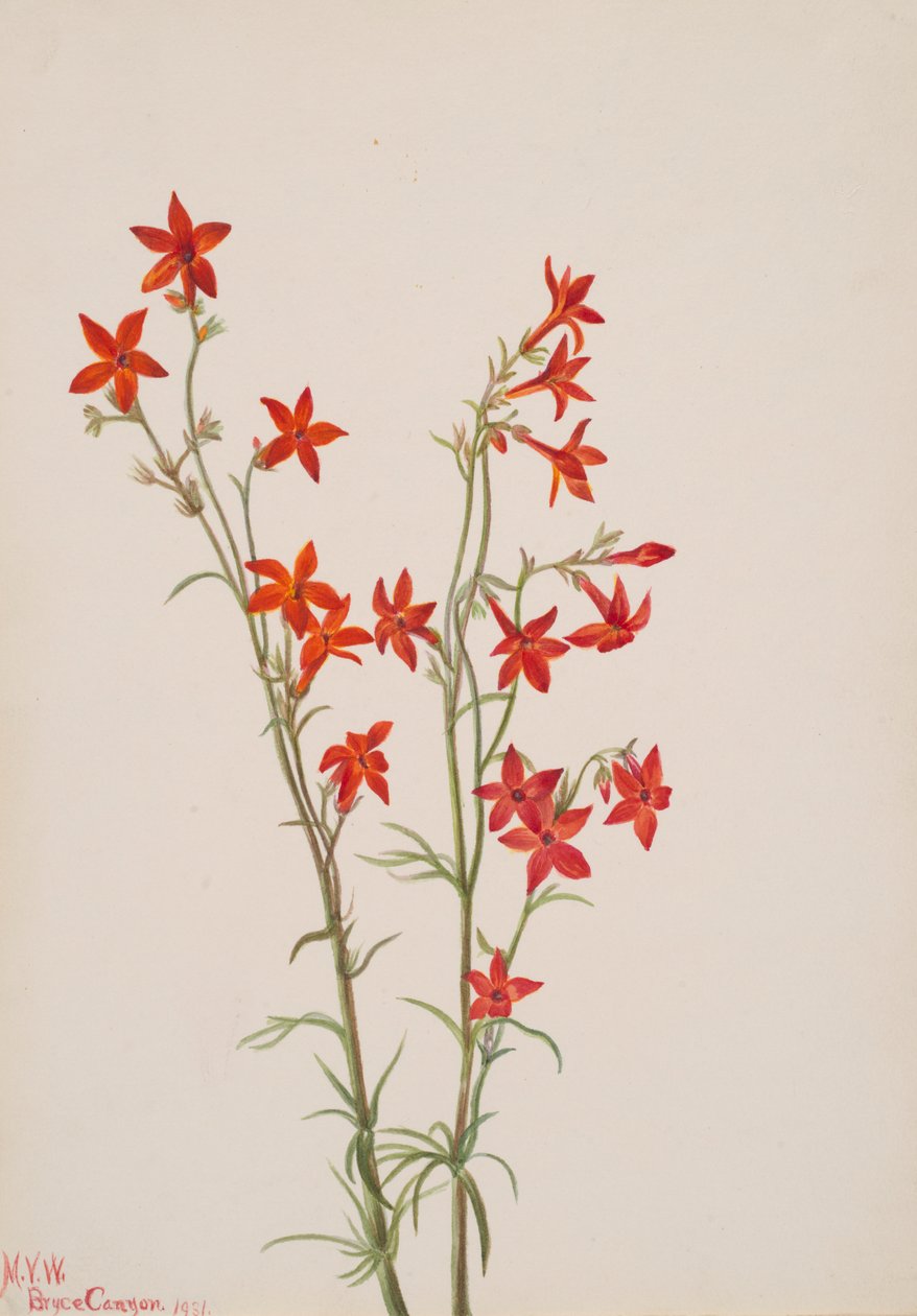 Gilia arizonica, 1931. tekijältä Mary Vaux Walcott