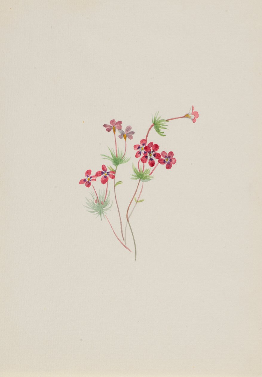 Gilia linanthus parviflorus tekijältä Mary Vaux Walcott