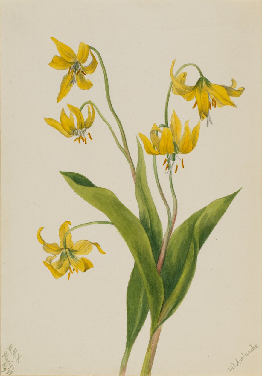 Glacierlily Erythronium grandiflorum, 1899. tekijältä Mary Vaux Walcott