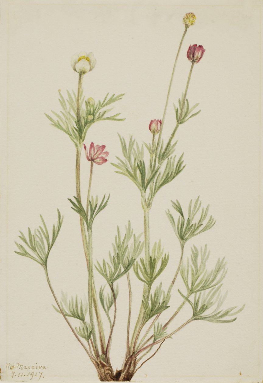 Globe Anemone (Anemone globosa) tekijältä Mary Vaux Walcott