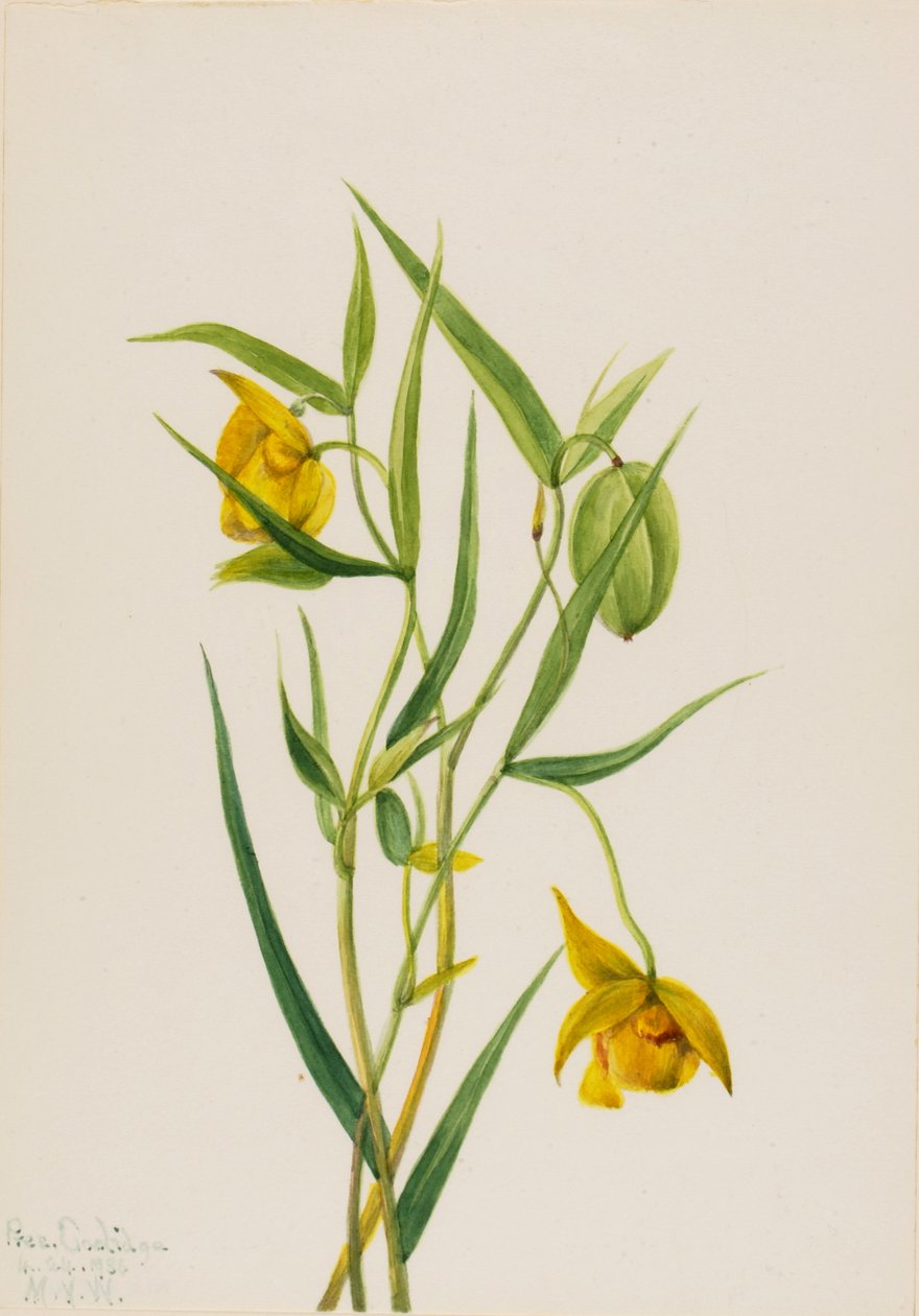 Golden Fairy Lantern Calochortus amabilis, 1936. finlandès tekijältä Mary Vaux Walcott
