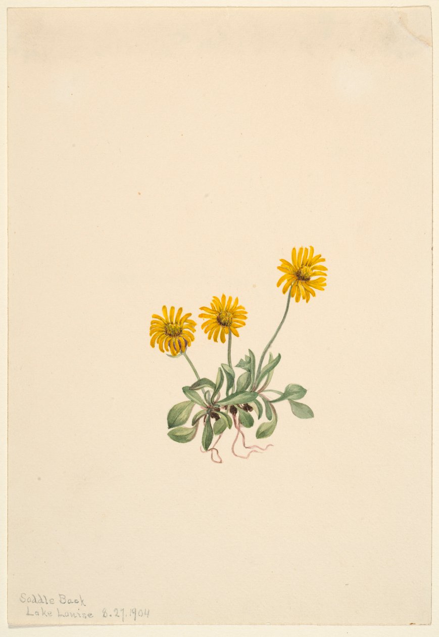 Kultainen kirppisruoho (Erigeron aureus) tekijältä Mary Vaux Walcott