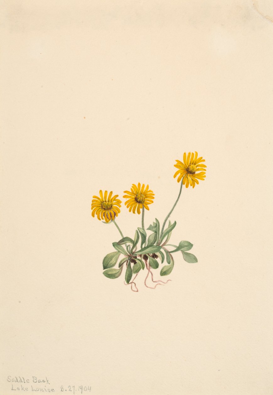Golden Fleabane Erigeron aureus, 1904. tekijältä Mary Vaux Walcott