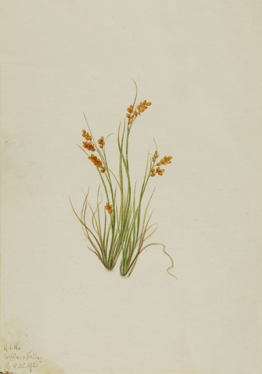 Kultainen sara Carex aurea, 1921. tekijältä Mary Vaux Walcott