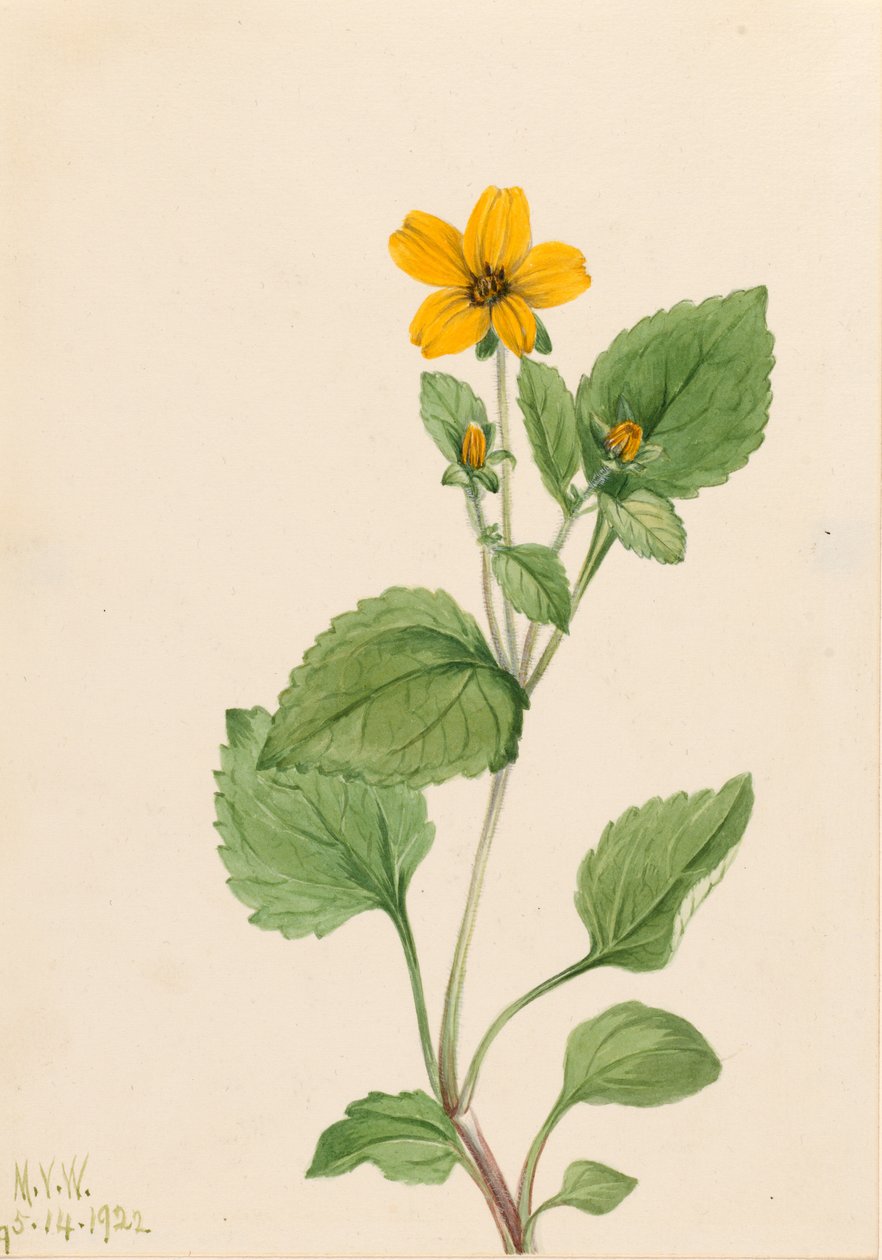 Golden Star (Chrysogonum virginianum) tekijältä Mary Vaux Walcott