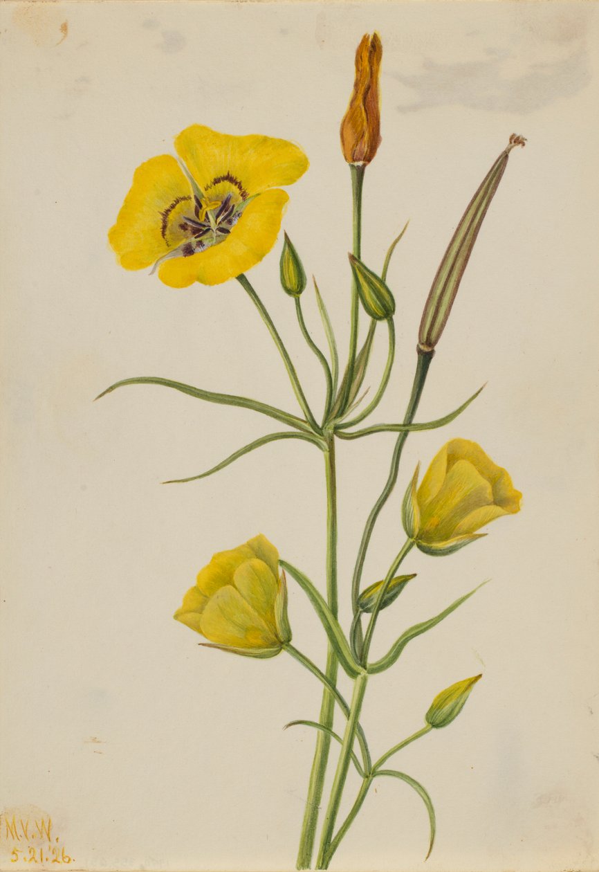 Goldenbowl Mariposa (Calochortus claratus) tekijältä Mary Vaux Walcott