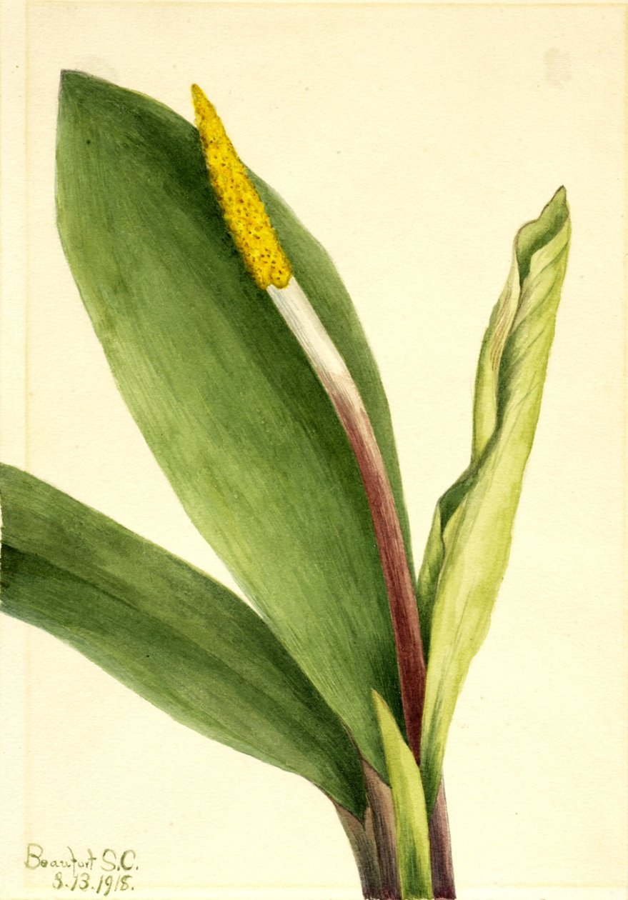 Goldenclub (Orontium aquaticum) tekijältä Mary Vaux Walcott