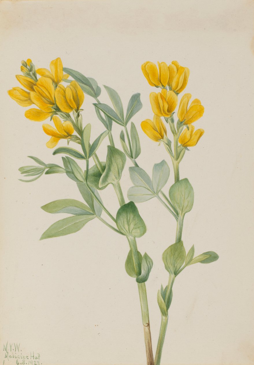 Kultaherne (Thermopsis rhombifolia) tekijältä Mary Vaux Walcott