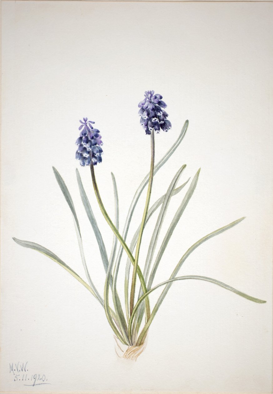Rypälehyasintti (Muscari racemosum) tekijältä Mary Vaux Walcott