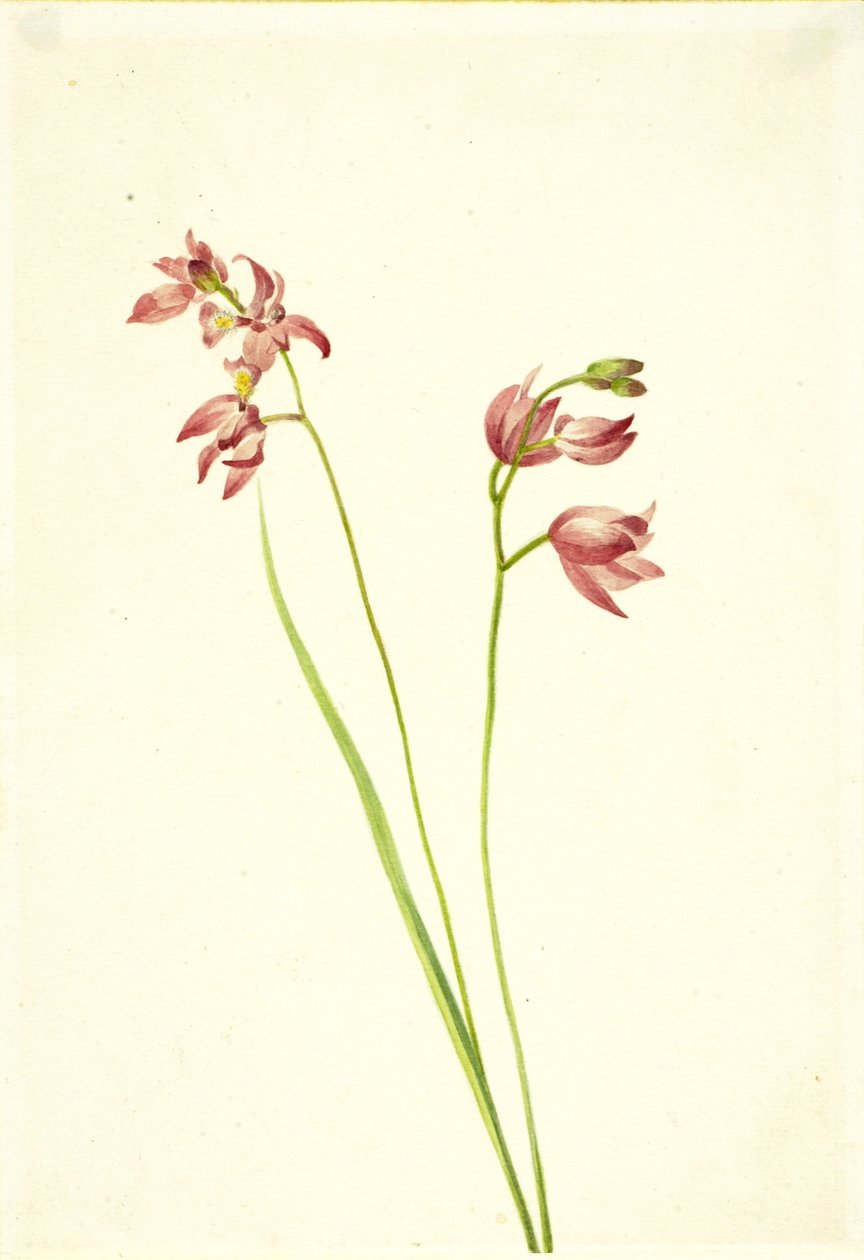 Ruoho-roosa orkidea (Limodorum tuberosum) tekijältä Mary Vaux Walcott
