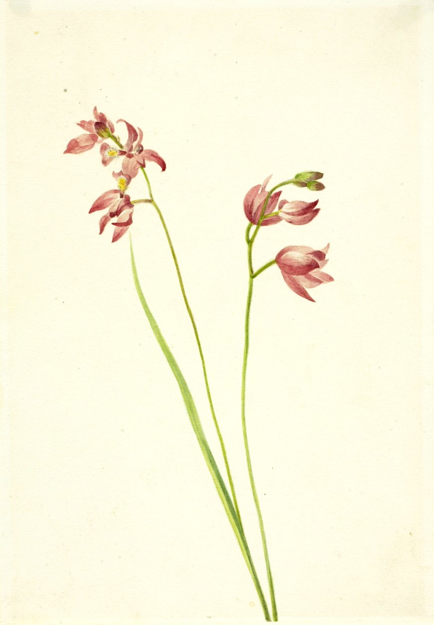 Ruohonvaaleanpunainen Orchid Limodorum tuberosum, n.d. tekijältä Mary Vaux Walcott