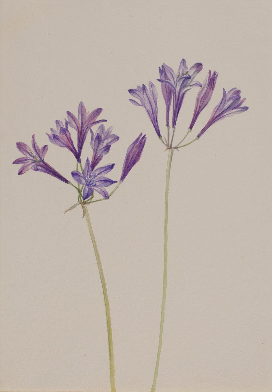 Ruohopähkinä Brodiaea laxa, 1933. tekijältä Mary Vaux Walcott