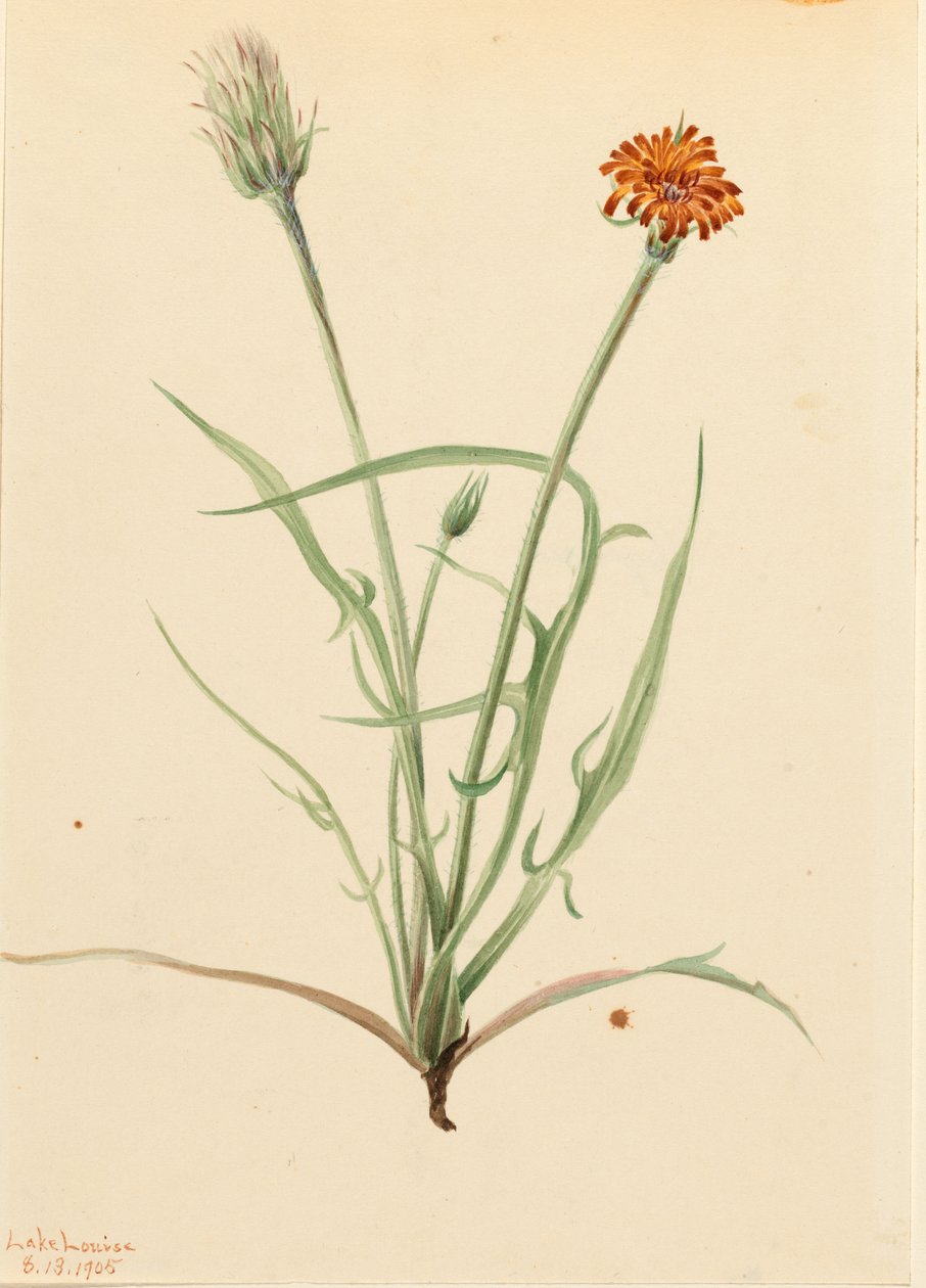 Ruoholehti Agoseris (Agoseris graminifolia) tekijältä Mary Vaux Walcott