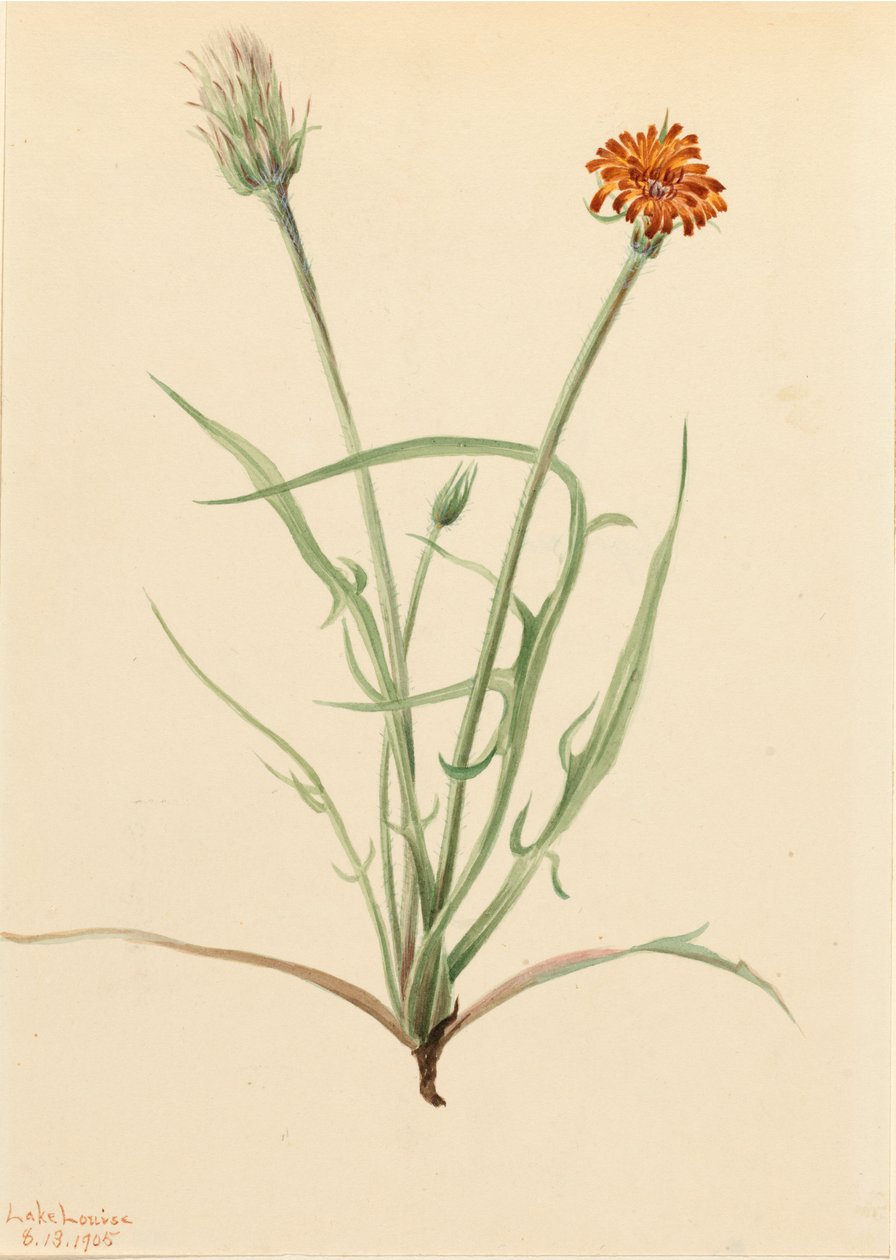 Ruoholehti Agoseris Agoseris graminifolia, 1905. tekijältä Mary Vaux Walcott