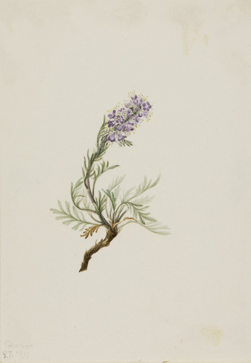 Harmaa fakelia (Phacelia sericea) tekijältä Mary Vaux Walcott