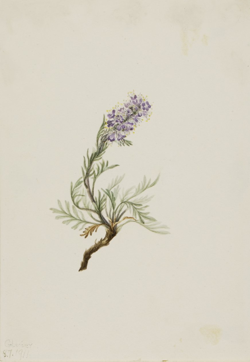 Harmaa Phacelia Phacelia sericea, 1911. tekijältä Mary Vaux Walcott