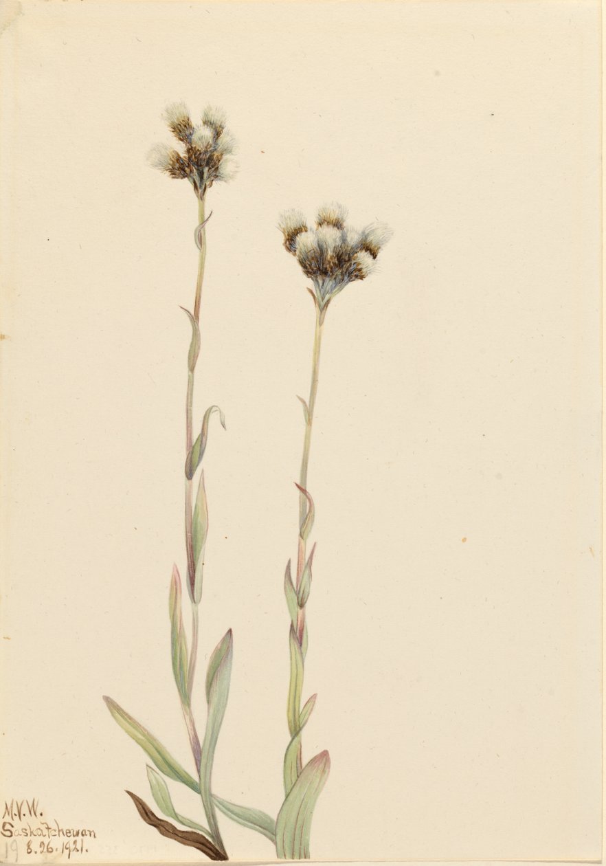 Harmaat pussitossut (Antennaria howellii) tekijältä Mary Vaux Walcott