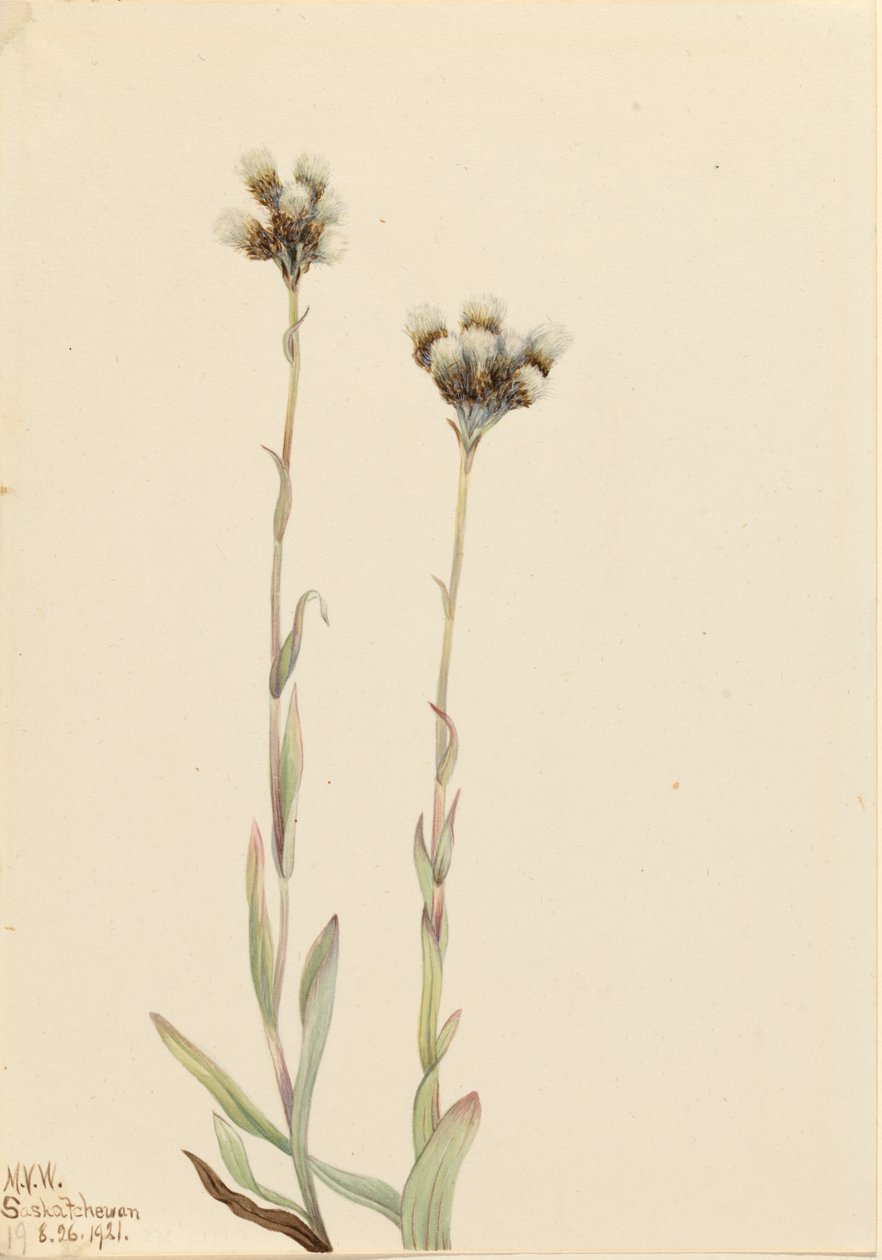 Grey Pussytoes Antennaria howellii, 1921. tekijältä Mary Vaux Walcott